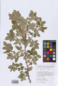 Rosa corymbifera Borkh., Eastern Europe, Lower Volga region (E9) (Russia)