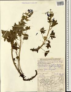 Delphinium inconspicuum Serg., Mongolia (MONG) (Mongolia)