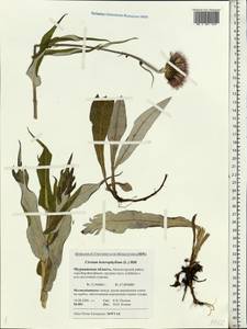 Cirsium heterophyllum (L.) Hill, Eastern Europe, Northern region (E1) (Russia)