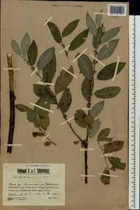 Salix vaudensis Schleich. ex J.Forbes, Eastern Europe, Volga-Kama region (E7) (Russia)
