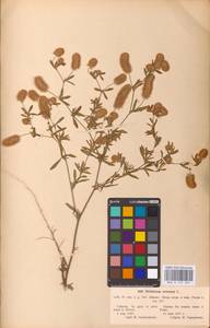 Trifolium arvense L., Eastern Europe, North Ukrainian region (E11) (Ukraine)