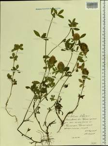 Trifolium diffusum Ehrh., Eastern Europe, Rostov Oblast (E12a) (Russia)