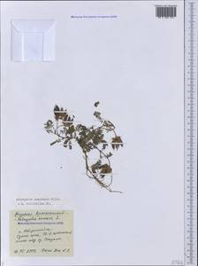 Astragalus laxmannii subsp. viciifolius (S. L. Welsh) D. Podlech, Caucasus, Black Sea Shore (from Novorossiysk to Adler) (K3) (Russia)