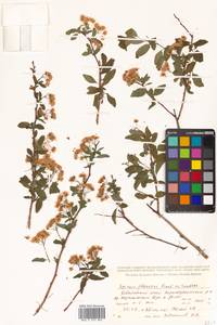 Spiraea flexuosa Fisch. ex Cambess., Siberia, Russian Far East (S6) (Russia)