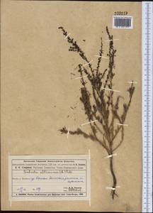 Suaeda altissima (L.) Pall., Middle Asia, Muyunkumy, Balkhash & Betpak-Dala (M9) (Kazakhstan)