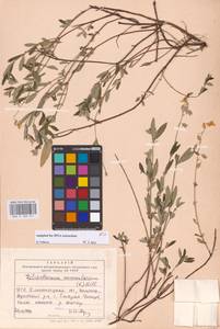 Helianthemum nummularium (L.) Mill., Eastern Europe, South Ukrainian region (E12) (Ukraine)