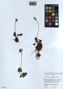 Primula cortusoides L., Siberia, Altai & Sayany Mountains (S2) (Russia)