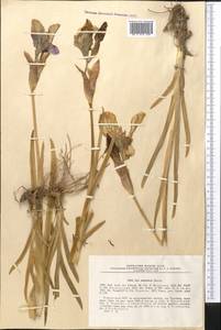 Iris stolonifera Maxim., Middle Asia, Pamir & Pamiro-Alai (M2) (Uzbekistan)