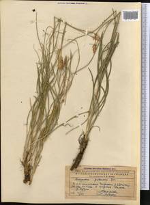 Pseudopodospermum pubescens (DC.) Zaika, Sukhor. & N. Kilian, Middle Asia, Caspian Ustyurt & Northern Aralia (M8) (Kazakhstan)