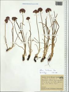 Allium lusitanicum Lam., Western Europe (EUR) (France)