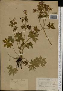 Geranium pratense L., Eastern Europe, Moscow region (E4a) (Russia)