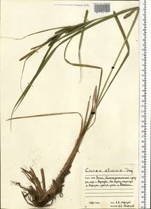 Carex aquatilis Wahlenb., Eastern Europe, Northern region (E1) (Russia)