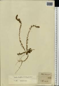 Bassia laniflora (S. G. Gmel.) A. J. Scott, Eastern Europe, North Ukrainian region (E11) (Ukraine)