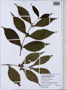 Callicarpa bodinieri H.Lév., South Asia, South Asia (Asia outside ex-Soviet states and Mongolia) (ASIA) (Vietnam)