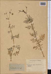 Calceolaria, America (AMER) (Not classified)