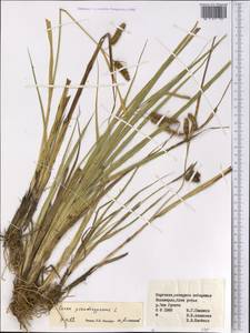 Carex pseudocyperus L., Middle Asia, Northern & Central Tian Shan (M4) (Kyrgyzstan)