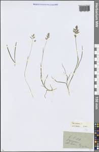 Poa annua L., Eastern Europe, Moscow region (E4a) (Russia)