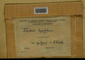 Fissidens taxifolius Hedw., Bryophytes, Bryophytes - Moscow City & Moscow Oblast (B6a) (Russia)