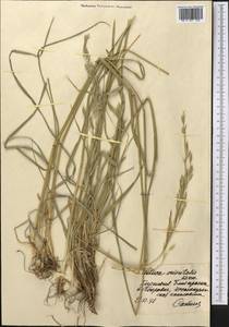 Festuca arundinacea Schreb. , nom. cons., Middle Asia, Northern & Central Tian Shan (M4) (Kyrgyzstan)