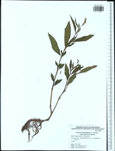 Persicaria lapathifolia subsp. lapathifolia, Eastern Europe, Central region (E4) (Russia)