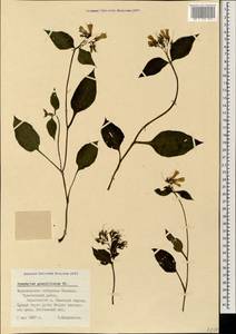 Symphytum grandiflorum DC., Caucasus, Black Sea Shore (from Novorossiysk to Adler) (K3) (Russia)