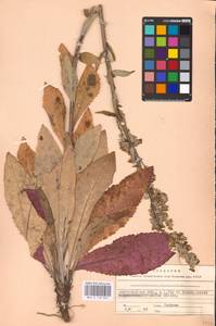MHA 0 158 865, Verbascum lychnitis L., Eastern Europe, Lower Volga region (E9) (Russia)