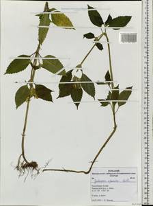 Galeopsis speciosa Mill., Siberia, Altai & Sayany Mountains (S2) (Russia)