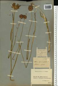 Allium sphaerocephalon L., Eastern Europe, Rostov Oblast (E12a) (Russia)