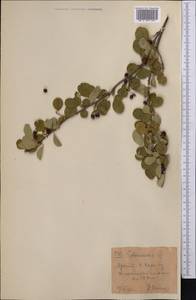 Cotoneaster, Middle Asia, Western Tian Shan & Karatau (M3) (Kyrgyzstan)