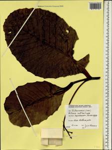 Dillenia suffruticosa (Griff.) Martelli, South Asia, South Asia (Asia outside ex-Soviet states and Mongolia) (ASIA) (Sri Lanka)