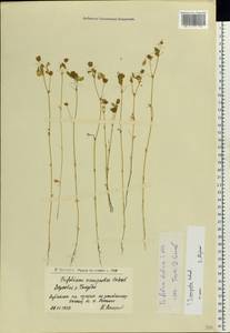 Trifolium campestre Schreb., Eastern Europe, Lower Volga region (E9) (Russia)
