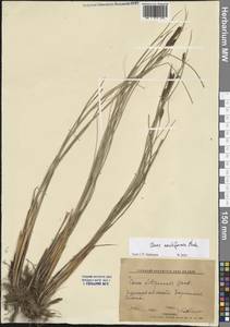 Carex tomentosa L., Eastern Europe, Central forest-and-steppe region (E6) (Russia)