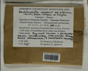 Bucklandiella macounii subsp. alpina (E. Lawton) Bedn.-Ochyra & Ochyra, Bryophytes, Bryophytes - North Caucasus & Ciscaucasia (B12) (Russia)