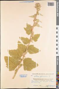 Althaea officinalis L., Eastern Europe, North Ukrainian region (E11) (Ukraine)