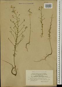 Consolida hohenackeri (Boiss.) Grossh., Caucasus, Turkish Caucasus (NE Turkey) (K7) (Turkey)