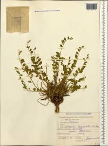 Astragalus longipetalus Chater, Caucasus, Dagestan (K2) (Russia)