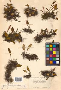 Pyrrosia petiolosa (Christ) Ching, Siberia, Russian Far East (S6) (Russia)