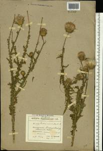 Carduus uncinatus M. Bieb., Eastern Europe, South Ukrainian region (E12) (Ukraine)