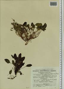 Askellia pygmaea (Ledeb.) Sennikov, Siberia, Chukotka & Kamchatka (S7) (Russia)