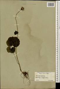 Dolichorrhiza renifolia (C. A. Mey.) Galushko, Caucasus, South Ossetia (K4b) (South Ossetia)