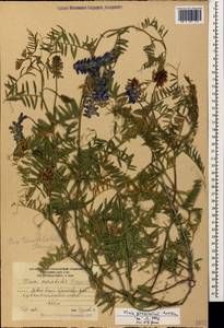 Vicia tenuifolia subsp. subalpina (Grossh.) Zernov, Caucasus, South Ossetia (K4b) (South Ossetia)