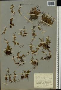 Epilobium palustre L., Eastern Europe, Northern region (E1) (Russia)