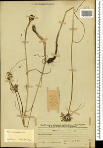 Allium paniculatum subsp. paniculatum, Caucasus, Azerbaijan (K6) (Azerbaijan)