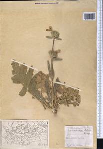 Phlomoides labiosa (Bunge) Adylov, Kamelin & Makhm., Middle Asia, Pamir & Pamiro-Alai (M2) (Tajikistan)