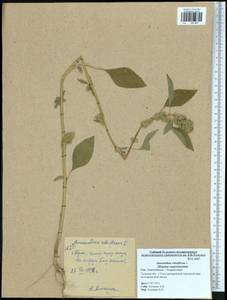 Amaranthus retroflexus L., Eastern Europe, Central region (E4) (Russia)
