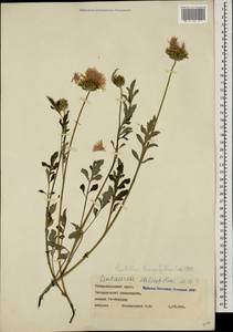 Psephellus leucophyllus (M. Bieb.) C. A. Mey., Caucasus, Stavropol Krai, Karachay-Cherkessia & Kabardino-Balkaria (K1b) (Russia)