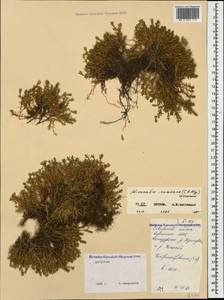 Pseudocherleria inamoena (C. A. Mey.) Dillenb. & Kadereit, Caucasus, Dagestan (K2) (Russia)