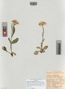 Tephroseris integrifolia (L.) Holub, Siberia, Altai & Sayany Mountains (S2) (Russia)