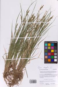 Carex elongata L., Eastern Europe, Moscow region (E4a) (Russia)