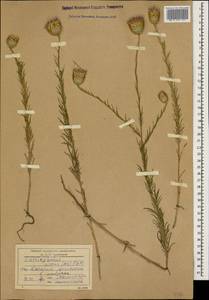 Callicephalus nitens (M. Bieb. ex Willd.) C. A. Mey., Caucasus, Dagestan (K2) (Russia)